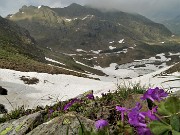 68 Primule irsute alla Bocchetta Triomen con vista sui laghetti  e monte Ponteranica